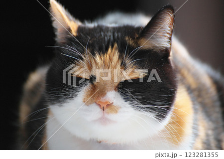 ふくふく 123281355