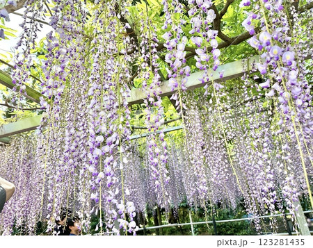 滋賀県草津市の三大神社の藤の花 滋賀県草津市の三大神社の藤の花 123281435