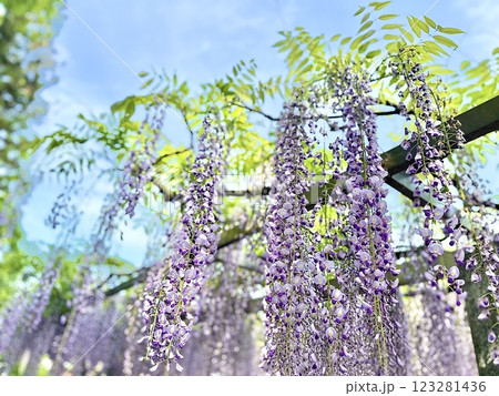 滋賀県草津市の三大神社の藤の花 滋賀県草津市の三大神社の藤の花 123281436