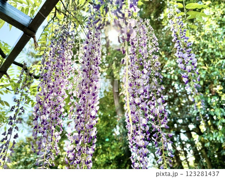 滋賀県草津市の三大神社の藤の花 滋賀県草津市の三大神社の藤の花 123281437