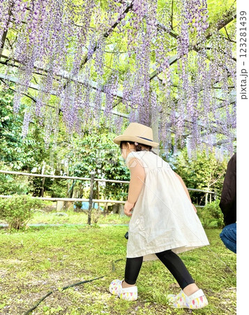 滋賀県草津市の三大神社の藤の花の下を歩く少女 滋賀県草津市の三大神社の藤の花の下を歩く少女 123281439