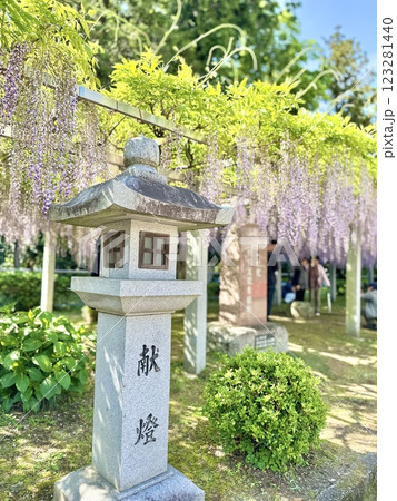 滋賀県草津市の三大神社の藤の花近くの献燈 滋賀県草津市の三大神社の藤の花近くの献燈 123281440