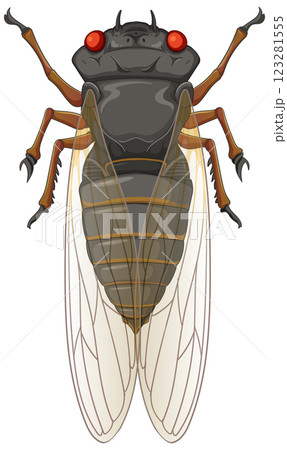 Detailed Cicada Vector Illustration 123281555