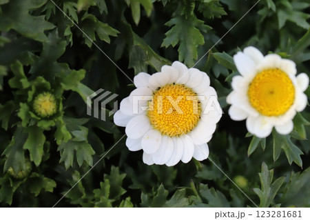 冬の庭に咲く白い花びらのヒナギクの花 123281681