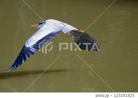 青鷺 heron / Japan 123281825