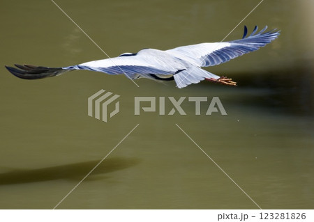 青鷺 heron / Japan 123281826