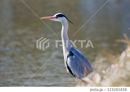 青鷺 heron / Japan 123281830