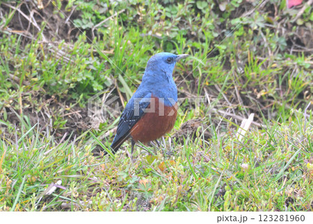 イソヒヨドリ、磯鵯 イソヒヨドリ、磯鵯 123281960