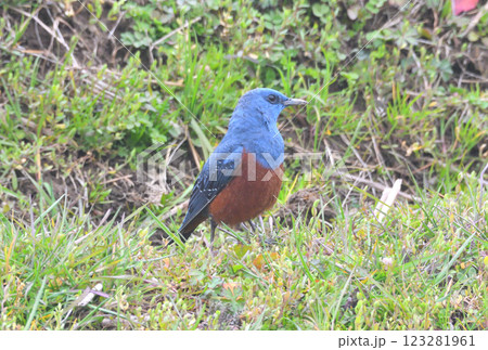 イソヒヨドリ、磯鵯 123281961