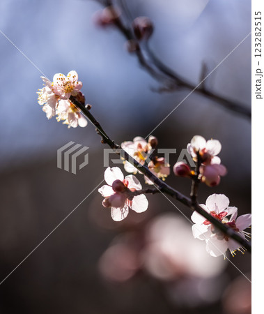 春の訪れを告げる梅の花 123282515