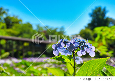 本土寺 美しいあじさいと花菖蒲(千葉県松戸市) 本土寺 美しいあじさいと花菖蒲(千葉県松戸市) 123282571