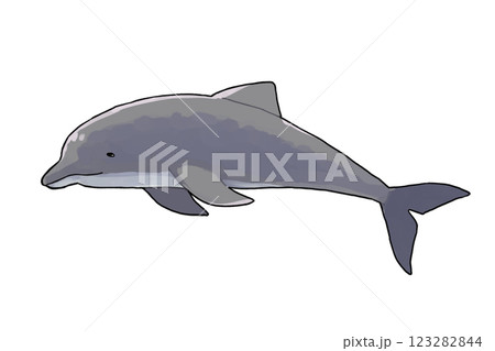イルカのイラスト 123282844