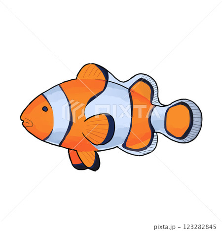 カクレクマノミのイラスト 123282845