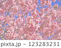 青空に映える河津桜 123283231