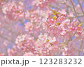 春の訪れを告げる河津桜 123283232