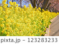 菜の花のある道 123283233