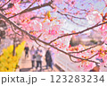 河津桜を見ながら歩く人々 123283234