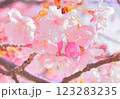 河津桜のアップ 123283235