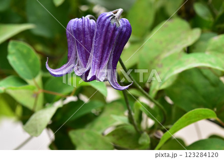 クレマチス　ロウグチ 123284120