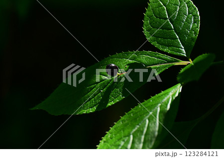 森のハナイカダの黒い実 123284121