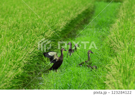 田んぼの中のカモたち 123284122