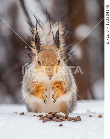 The squirrel in winter sits on white snow. The squirrel in winter sits on white snow. 123284148