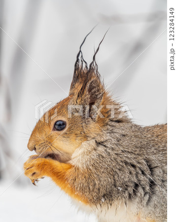 The squirrel in winter sits on white snow. The squirrel in winter sits on white snow. 123284149
