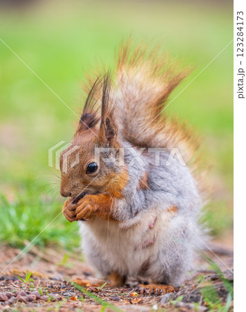 Squirrel eats a nut while sitting in green grass. Eurasian red squirrel, Sciurus vulgaris 123284173
