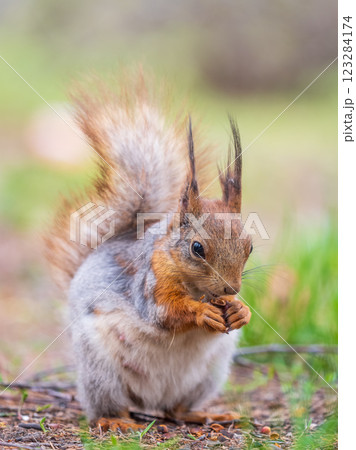 Squirrel eats a nut while sitting in green grass. Eurasian red squirrel, Sciurus vulgaris Squirrel eats a nut while sitting in green grass. Eurasian red squirrel, Sciurus vulgaris 123284174