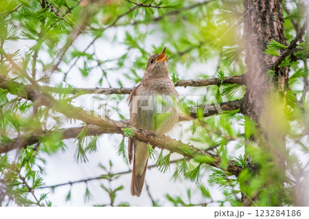 Thrush Nightingale, Luscinia luscinia. A bird sits on a tree branch and sings 123284186