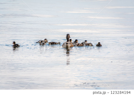 A family of ducks, a duck and its little ducklings are swimming in the water. The duck takes care of its newborn ducklings. Mallard, lat. Anas platyrhynchos A family of ducks, a duck and its little ducklings are swimming in the water. The duck takes care of its newborn ducklings. Mallard, lat. Anas platyrhynchos 123284194