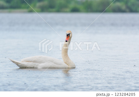 Graceful white Swan swimming in the lake, swans in the wild. Portrait of a white swan swimming on a lake. 123284205