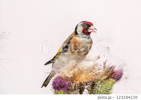 European goldfinch, feeding on the seeds of thistles. Carduelis carduelis. European goldfinch, feeding on the seeds of thistles. Carduelis carduelis. 123284210