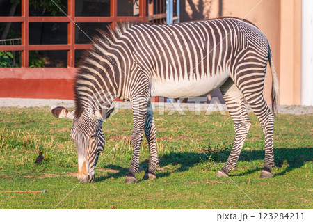 Grevy's zebra, lat Equus grevyi, also known as the imperial zebra eats green grass. Grevy's zebra, lat Equus grevyi, also known as the imperial zebra eats green grass. 123284211