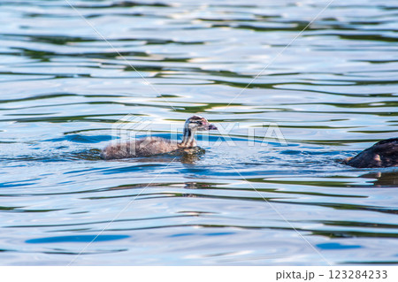 The waterfowl bird, great crested grebe with chick, swimming in the lake. The waterfowl bird, great crested grebe with chick, swimming in the lake. 123284233