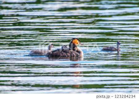 The waterfowl bird, great crested grebe with chick, swimming in the lake. The waterfowl bird, great crested grebe with chick, swimming in the lake. 123284234