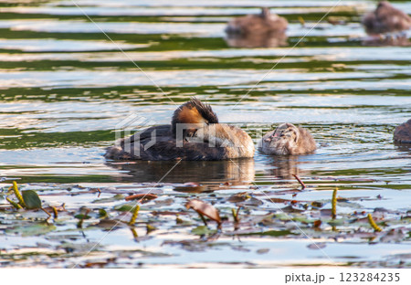 The waterfowl bird, great crested grebe with chick, swimming in the lake. The waterfowl bird, great crested grebe with chick, swimming in the lake. 123284235