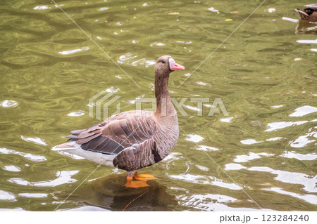Greater White-fronted Goose (Anser albifrons) standing on the green shore of the pond. 123284240