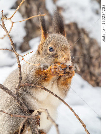 The squirrel with nut sits on tree in the winter or late autumn The squirrel with nut sits on tree in the winter or late autumn 123284288