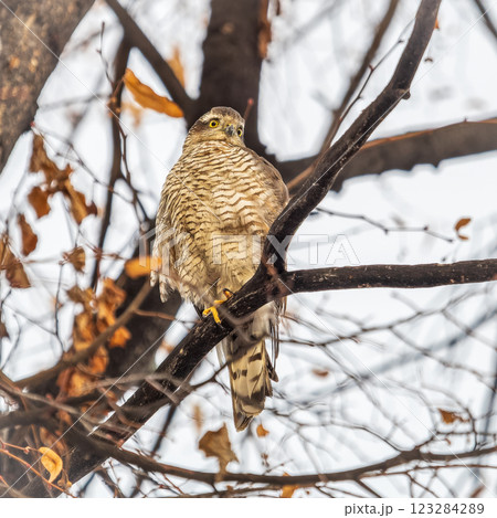 A Eurasian sparrowhawk perched on a branch of a tree outdoors. A Eurasian sparrowhawk perched on a branch of a tree outdoors. 123284289