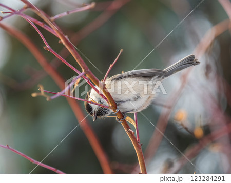 Cute bird the willow tit, song bird sitting on a branch without leaves in the winter. Cute bird the willow tit, song bird sitting on a branch without leaves in the winter. 123284291