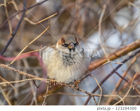 Sparrow sits on a branch without leaves. 123284300