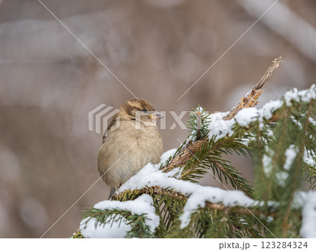 Sparrow sits on a fir branch in the sunset light. 123284324