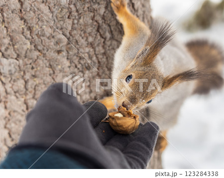 Squirrel eats nuts from a man's hand. Caring for animals in winter or autumn. 123284338
