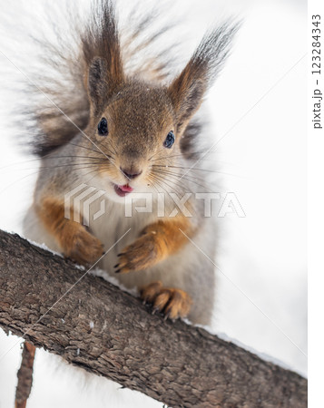 The squirrel sits on a branches without leaves in the winter or autumn 123284343