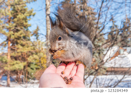Squirrel eats nuts from a man's hand. Caring for animals in winter or autumn. Squirrel eats nuts from a man's hand. Caring for animals in winter or autumn. 123284349