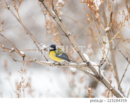 Cute bird Great tit, songbird sitting on a branch without leaves in the autumn or winter. Cute bird Great tit, songbird sitting on a branch without leaves in the autumn or winter. 123284359