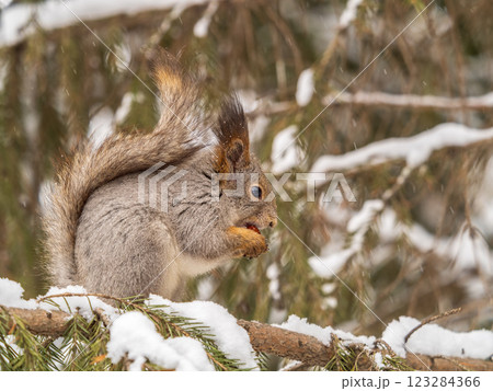 The squirrel with nut sits on tree in the winter or late autumn 123284366
