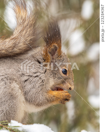 The squirrel with nut sits on tree in the winter or late autumn The squirrel with nut sits on tree in the winter or late autumn 123284367