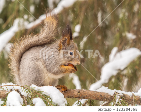 The squirrel with nut sits on tree in the winter or late autumn 123284368